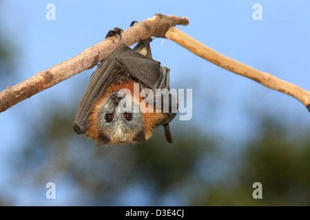 Grey Headed Flying Fox, Pteropus poliocephalus. Endemic to eastern Australia and are listed as vulnerable on the IUCN Red List of Threatened Species. Stock Photo