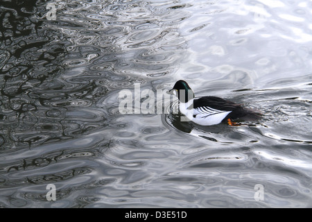 black and white duck swimming on a lake Stock Photo