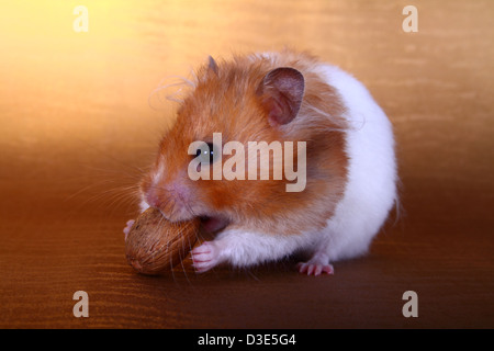 Syrian Hamster eating almond Stock Photo