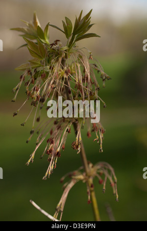 Box Elder tree branch (ashleaf maple Aceraceae Acer negundo ) has seeds forming on the ends of silky strands on a spring morning Stock Photo