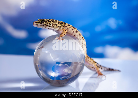 Gecko in globe Stock Photo