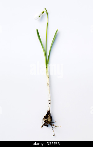 Galanthus nivalis. A single snowdrop on a white background showing flower, leaves, stem, bulb and roots. Stock Photo