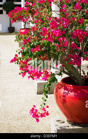 Bougainvillea flowers in a patio. Bright pink flowers. Sunny day. Stock Photo