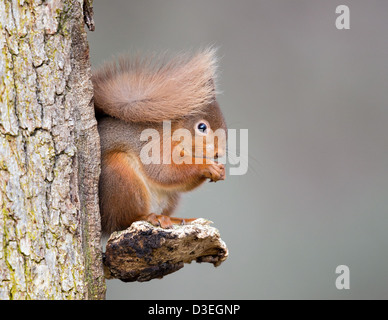 Eurasian red squirrel (Sciurus vulgaris) sitting on a large bracket fungus growing from a fir tree