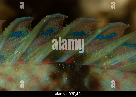 East Atlantic peacock wrasse (Symphodus tinca). Sestri Levante (Italy) Stock Photo