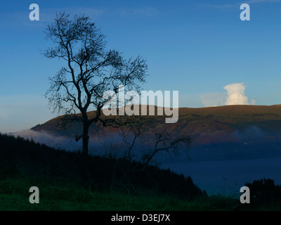 Ghostly tree in the Cooley Mountains Co. Louth Ireland Stock Photo