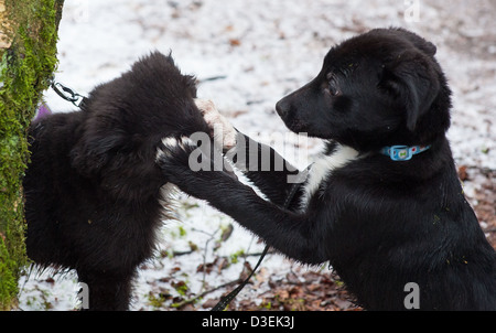 Two Border Collie Cross Puppies playing in snow Stock Photo
