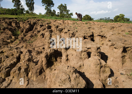 DUGANO KOSHAMBO VILLAGE, WOLAYITA ZONE, SOUTHERN ETHIOPIA, 20TH AUGUST 2008: Farm land being destroyed by severe river erosion. Stock Photo