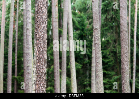 Nature scene with pine tree trunks in forest Stock Photo