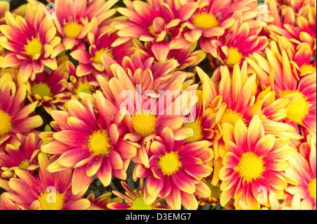 Colorful and Beautiful Chrysanthemums Flowers in the Garden. Stock Photo