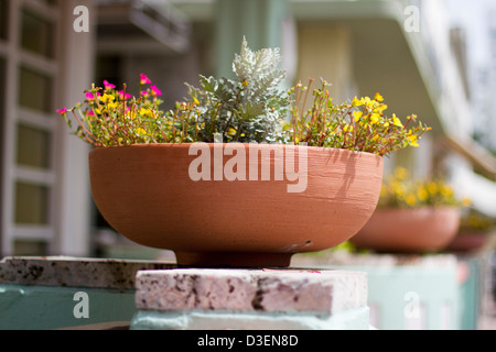 Potted plants on front porch Stock Photo