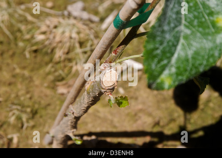 New tall spindle apple trees with root stock in nursery Stock Photo