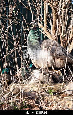 A female peacock (peahen) and her peachicks Stock Photo