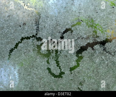 tracks of feeding snails on a glass window covered with algae Stock Photo