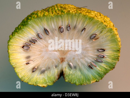 fruit of Maclura pomifera, Osage-orange Stock Photo