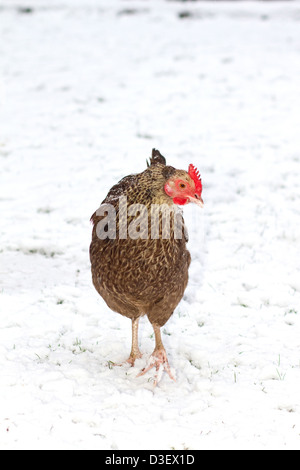 bluebell chicken walking in the winter snow Stock Photo