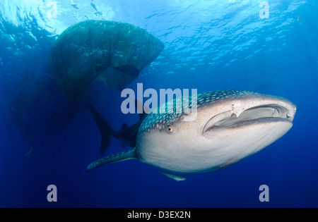 Whale sharks (Rhincodon typus) gather under fishing platforms to feed from fishermens nets, Papua, Indonesia. Stock Photo