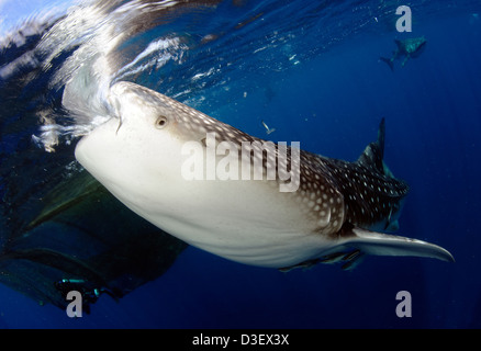 Whale sharks (Rhincodon typus) gather under fishing platforms to feed from fishermens nets, Papua, Indonesia. Stock Photo