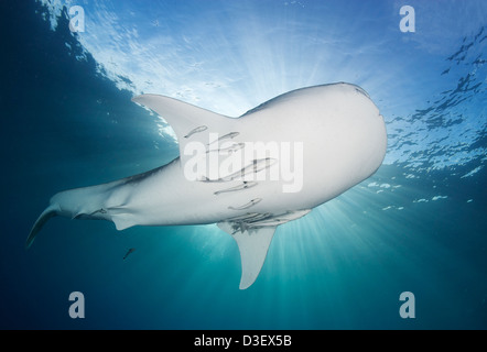 Whale sharks (Rhincodon typus) gather under fishing platforms to feed from fishermens nets, Indonesia. Stock Photo