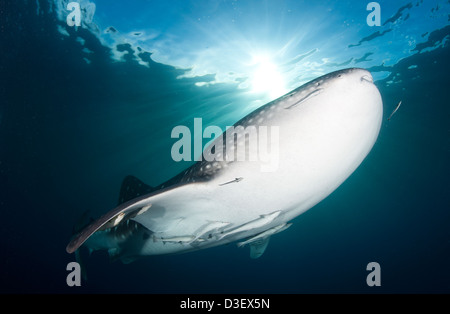 Whale sharks (Rhincodon typus) gather under fishing platforms to feed from fishermens nets, Indonesia. Stock Photo