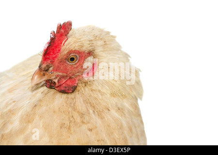 chicken isolated on white Stock Photo