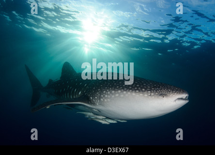 A whale shark (Rhincodon typus), near the surface as the evening sun descends, sending shafts of light over the shark, Indonesia Stock Photo