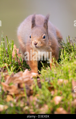 Red squirrel (Sciurus vulgaris) walking throught grass and leaves, soft-focus grey background, Scottish Highlands Stock Photo
