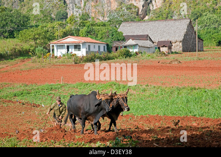 Cuban farmer ploughing field with plough pulled by oxen on tobacco plantation, Viñales Valley / Valle de Vinales, Cuba Stock Photo