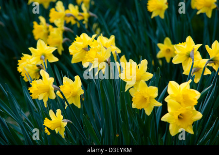 NARCISSUS KING ALFRED Stock Photo