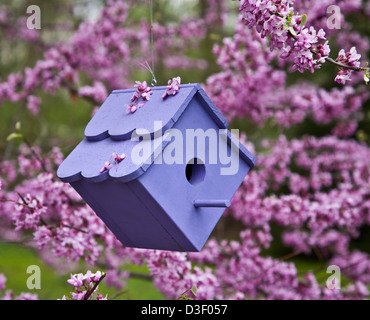 Close up blue birdhouse, bird nestbox in a Redbud tree in New Jersey, USA, nesting box Flowering tree nest boxes garden Stock Photo