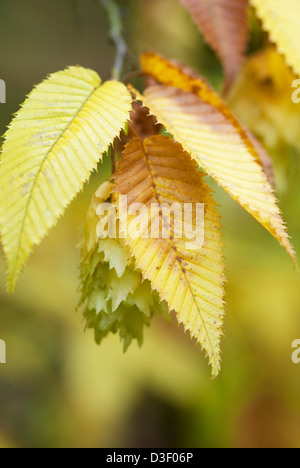 CARPINUS JAPONICA Stock Photo