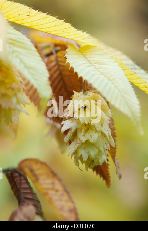 CARPINUS JAPONICA Stock Photo