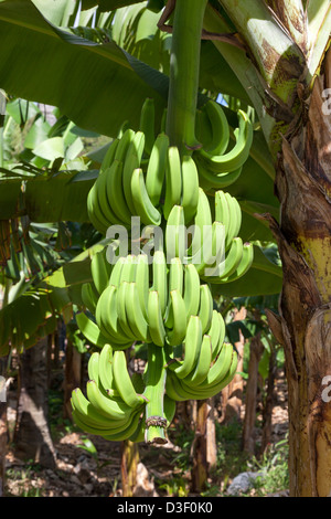 Fresh bananas growing on a tree, St Lucia Stock Photo