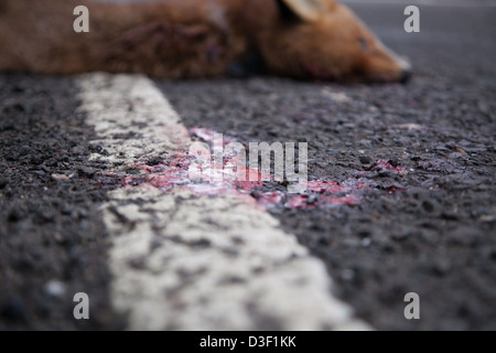 Fox roadkill at the side of the country lane in Kent England Stock Photo