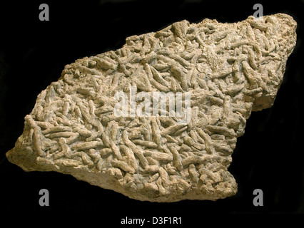 8528 Grand Canyon  Fossil Worm Trails in Bright Angel Shale Stock Photo