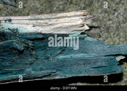 Chlorociboria aeruginascens is a saprobic species of mushroom that causes green staining of wood Stock Photo