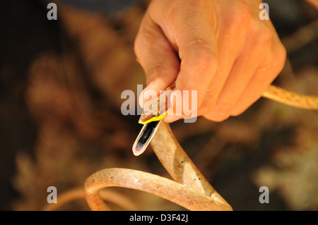 Brown Vine snake being held while found on Ometepe island on Lake Nicaragua Stock Photo