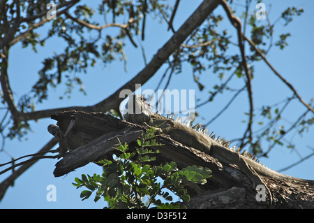 Large Iguana thinking he is camouflaged on a branch . Photo taken from directly below Stock Photo