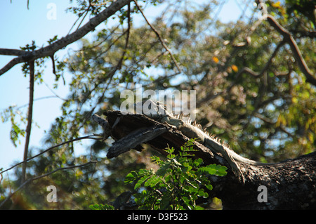 Large Iguana thinking he is camouflaged on a branch . Photo taken from directly below Stock Photo