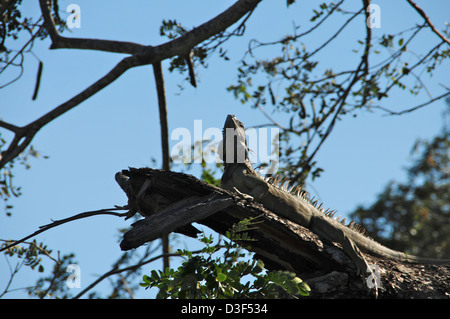 Large Iguana thinking he is camouflaged on a branch . Photo taken from directly below Stock Photo