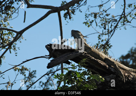 Large Iguana thinking he is camouflaged on a branch . Photo taken from directly below Stock Photo