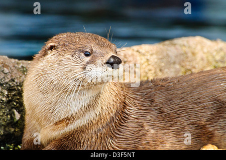 Close up of an Otter looking to the right Stock Photo