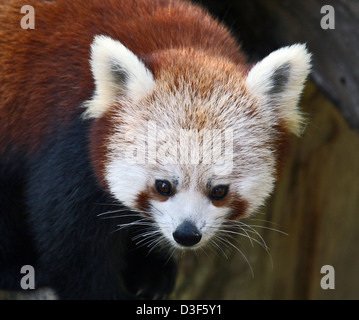 The red panda (Ailurus fulgens, lit. 'shining cat'). Stock Photo