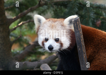 The red panda (Ailurus fulgens, lit. 'shining cat'). Stock Photo