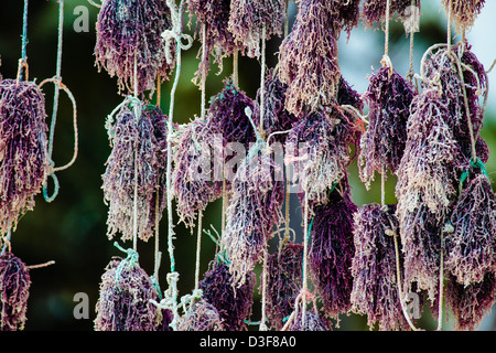 Seaweed hangs in the sun in order to dry it for market. Zanzibar, Tanzania Stock Photo