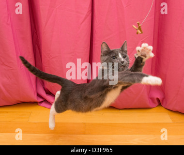 Young four month old gray and white tuxedo cat playing, leaping to reach toy Stock Photo