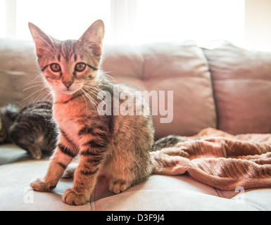 Female tabby striped cat sitting on a couch, staring at camera another cat in background playing Stock Photo