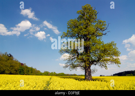 one single solitary old impressive Oak tree (Quercus robur) in the middle of a field of canola or rapeseed in full bloom on a sunny day in spring Stock Photo