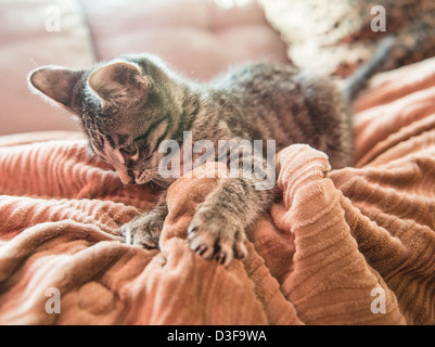 Three month old tabby striped female kitten playing with a blanket Stock Photo