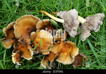 Conifer Tuft, Hypholoma capnoides, Strophariaceae. Stock Photo